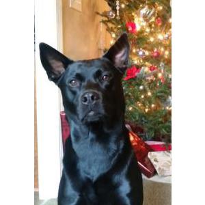 Lost Dog BABY BEAR
