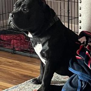 Lost Dog Kodak