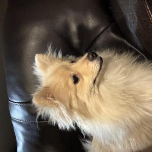 Image of Unknown, Found Dog