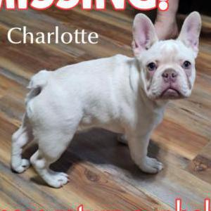 Lost Dog Charlotte