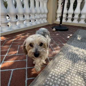 Found Dog unknown