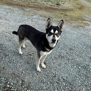 Found Dog Unknown