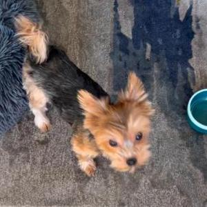 Lost Dog Cody