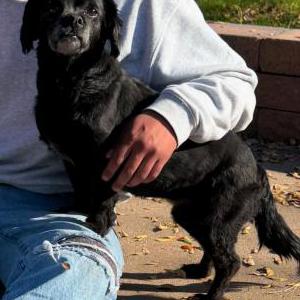 Lost Dog Mari
