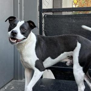 Lost Dog Cowboy