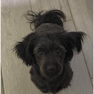 Lost Dog Poppys