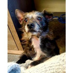 Image of Finn, Lost Dog