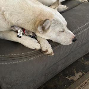 Lost Dog Missy
