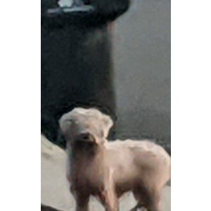 Lost Dog Hershey