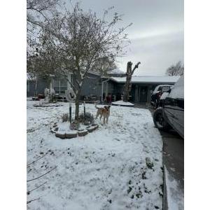 Image of Noe, Lost Dog