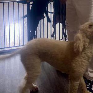 Lost Dog Princess
