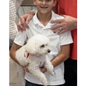 Image of Winston, Lost Dog