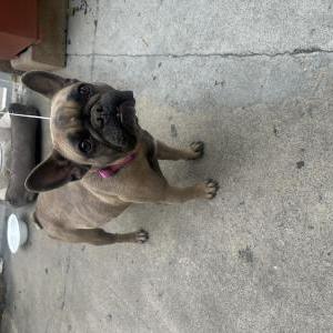 Found Dog Unknown