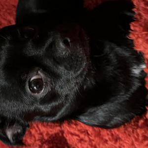 Image of Beans, Lost Dog