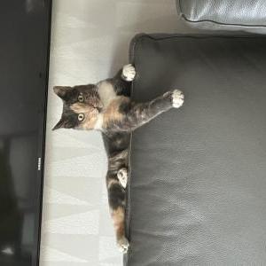 Image of Ava, Lost Cat