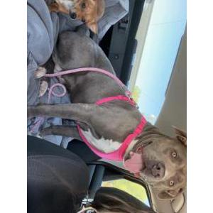 Image of Bluegene, Lost Dog