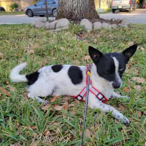 Found Dog unknown