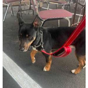 Image of Kobe or Cobray, Lost Dog