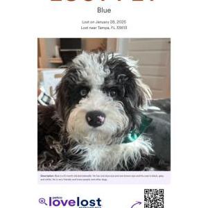 Lost Dog Blue
