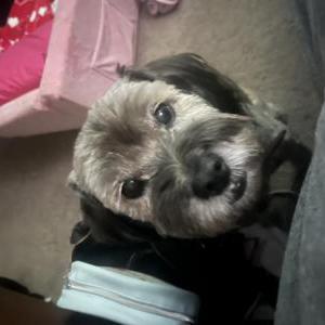 Lost Dog Toby