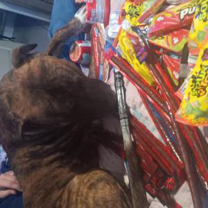 Image of Roscoe, Lost Dog