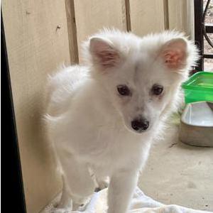 Image of Unknown, Found Dog