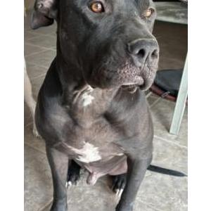 Image of rocco, Lost Dog