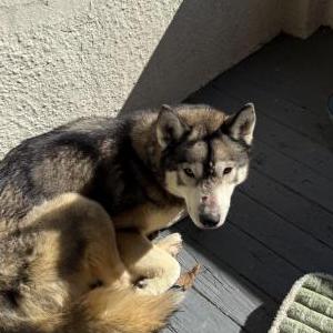 Found Dog Unknown