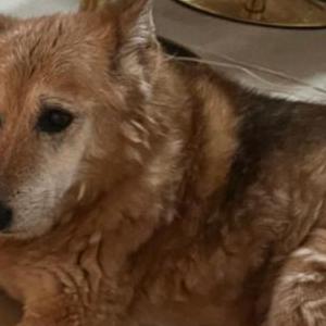 Lost Dog Foxy