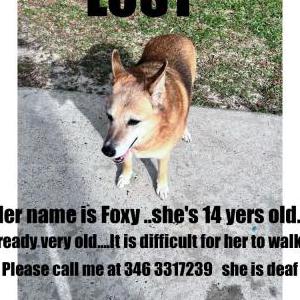 2nd Image of Foxy, Lost Dog