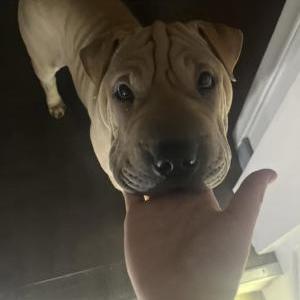 Lost Dog Dutch