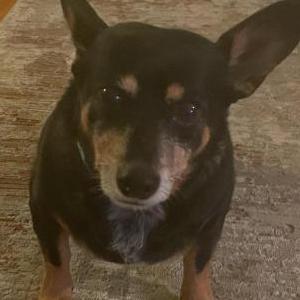 Lost Dog Harvie