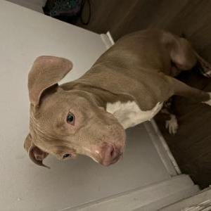 Found Dog Unknown