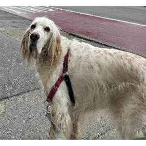 Lost Dog Finn