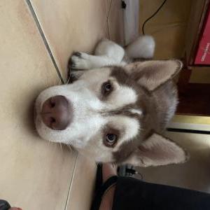 Lost Dog Apollo
