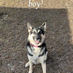 Lost Dog Rhysand