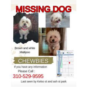 Lost Dog Chewbies