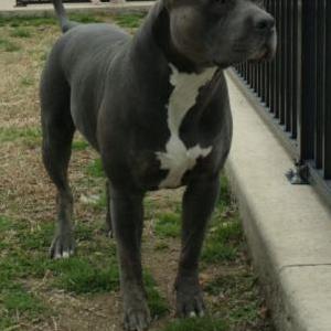 Image of Mack, Lost Dog