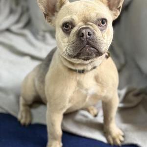 Lost Dog Galleta