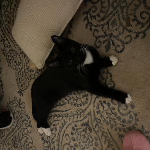 Image of Unknown, Found Cat