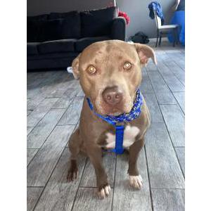 Lost Dog Blue