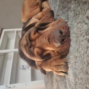 Lost Dog Gus and ruby