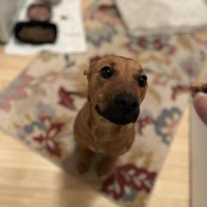 Found Dog Unknown