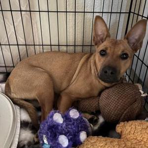 Found Dog Unknow