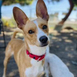 Lost Dog Fresa