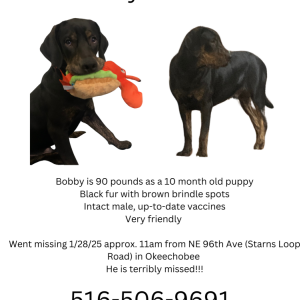 Lost Dog Bobby
