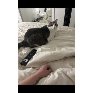 Image of Smudge, Lost Cat