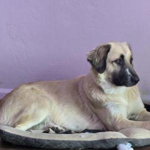 Lost Dog Tucker