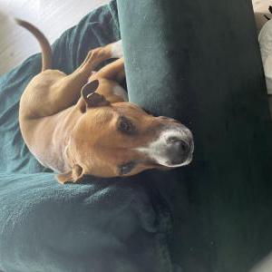 Found Dog Unknown