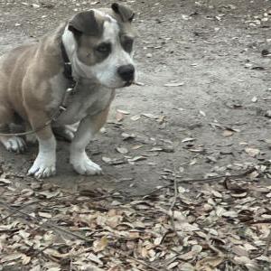 Image of Juice, Lost Dog